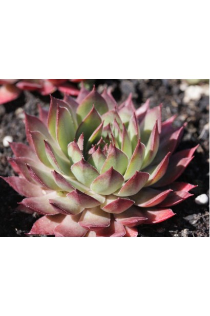 Молодило гібридне Блуд Тіп